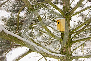 Bird house on snowy pine tree