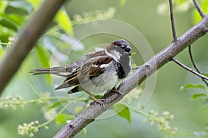 Bird - house sparrow chirping on branch
