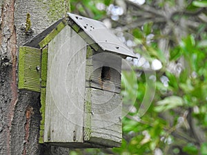 bird house tree box nesting home wildlife eggs forest woodlands birdbox rural country