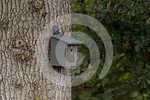 Bird house on tree in garden