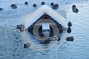 Bird house and wild mallards