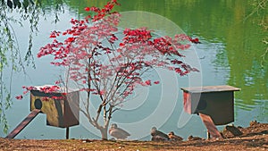 Bird houses on the shore of a beautiful lake. Ducks live in their natural environment