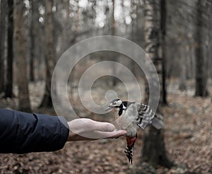 bird human hand bokeh background outdoor autumn day