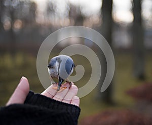 bird human hand bokeh background outdoor autumn day sunlight