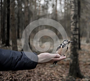 bird human hand bokeh background outdoor forest autumn tree