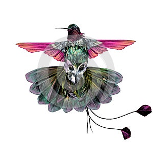 Bird Hummingbird with open wings and lush tail