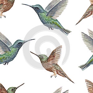 Bird hummingbird watercolor hand-drawn illustration. Patern seamless print textile realism sketch vintage