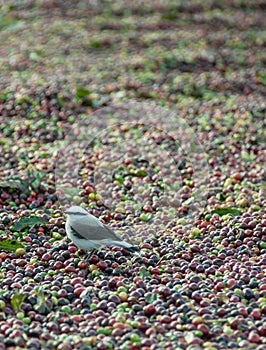 Bird Hunting at Coffee Grains