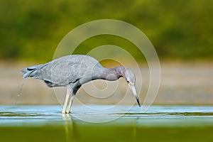 Bird hunting in the water. Little Blue Heron, Egretta caerulea, in the water, Mexico. Bird in the beautiful green river water. Wil