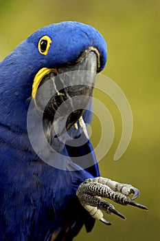 Bird - Hyacinth Macaw (Anodorhynchus hyacinthinus)