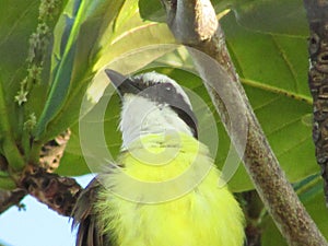 Bird I saw you high in the tree, sunning,in the middle of the branches. Imposing and majestic.