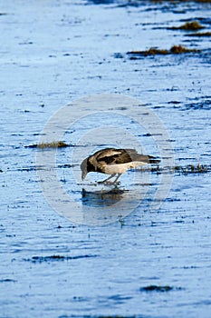 Bird on ice