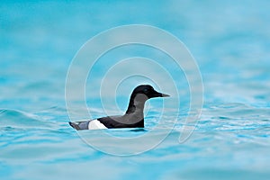 Bird in ice blue water. Brunnich\'s Guillemot, Uria lomvia, white birds with black heads in the sea water, Svalbard, Norway.