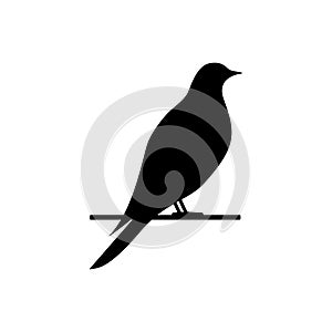 Bird icon. Black birds silhouette on branch. Vector isolated