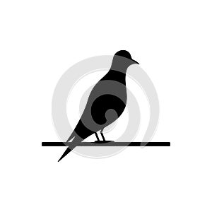 Bird icon. Black birds silhouette on branch. Vector isolated