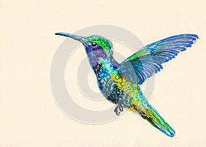 Bird illustration hand drawn painting,Hummingbirds illustration