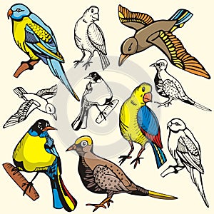 Bird illustration series