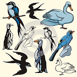Bird illustration series