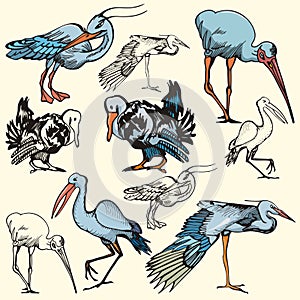 Bird illustration series