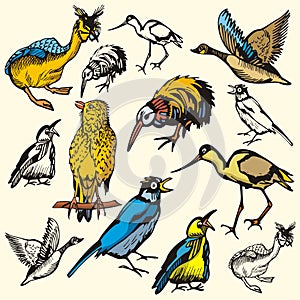 Bird illustration series