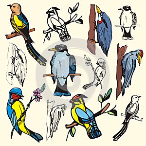 Bird illustration series