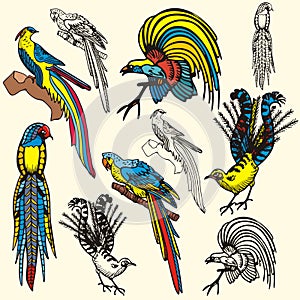 Bird illustration series