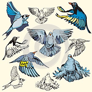 Bird illustration series
