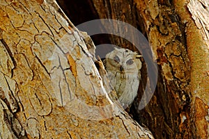 Bird from India. Fish owl sitting on tree in the dark green tropic forest. Night owl image. Indian scops owl, Otus bakkamoena, rar