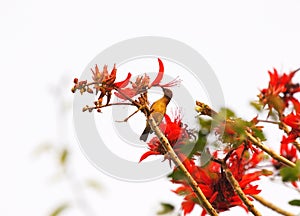 Bird on Indian Coral Tree, Variegated Tiger's claw, Erythrina variegata, red flowers with blue sky background