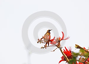 Bird on Indian Coral Tree, Variegated Tiger's claw, Erythrina variegata, red flowers with blue sky background