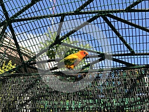 Bird inside the cage
