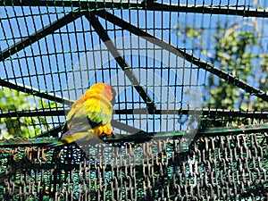 Bird inside the cage