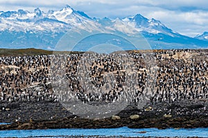 Bird Island in the Beagle Channel near the Ushuaia city. Ushuaia is the capital of Tierra del Fuego province in Argentina