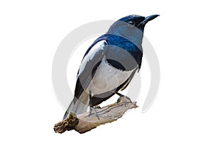 Bird Isolate Black and white Oriental magpie robin Birds fly Blurry