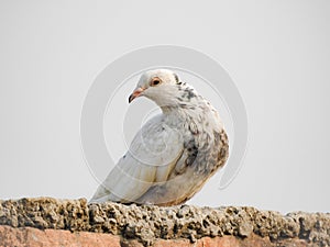 Bird isolated