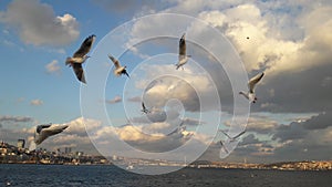 Bird istambul river sofhia old city photo