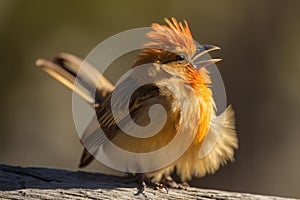 bird with its head thrown back, singing its heart out in the glorious sun