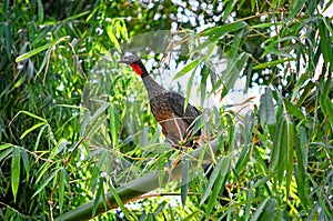 Bird jacu Penelope jacquacu