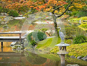 Bird in the Japanese garden in Autumn, Seattle