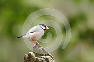 Bird --- java sparrow photo