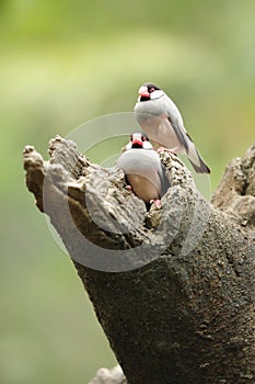 Bird --- java sparrow