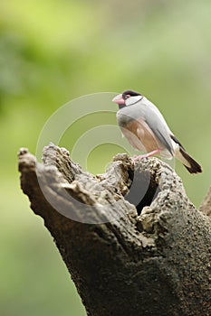 Bird --- java sparrow