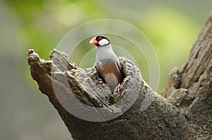 Bird --- java sparrow photo