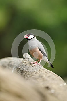 Bird --- java sparrow photo