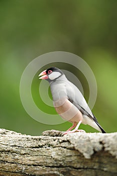 Bird --- java sparrow