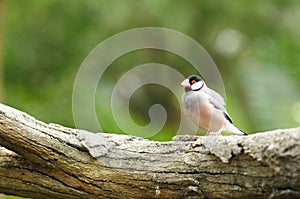 Bird --- java sparrow