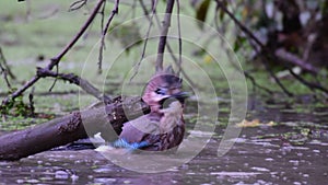 Bird Jay Garrulus glandarius bathe in a forest lake