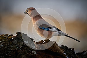 Bird jay garrulus glandarius on winter morning background