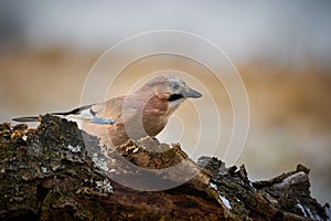 Bird jay garrulus glandarius on winter morning background