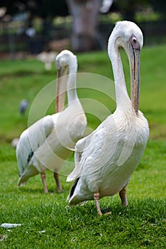 Bird at the Joburg Zoo photo